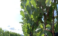 Erath Vineyards Willakia Vineyard Winery Image
