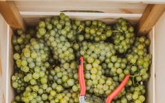 Berlucchi Winery Image