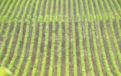 Moët & Chandon Harvest Winery Image