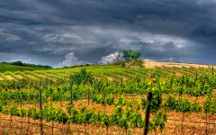 Bodegas Manzanos Vineyard Winery Image