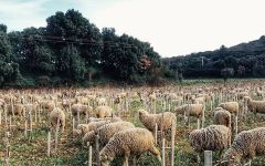 Domaine du Pere Caboche Sustainability Winery Image