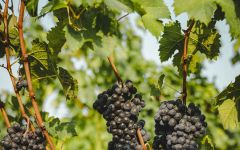 Chateau Brane-Cantenac Château Brane-Cantenac Vines Winery Image