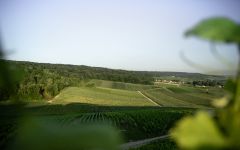 Canard-Duchene Canard-Duchene Vineyards Winery Image