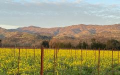 Calculated Risk Mustard Bloom in the Vineyard Winery Image