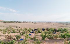 Bardos Manual harvest in Soria vineyards Winery Image