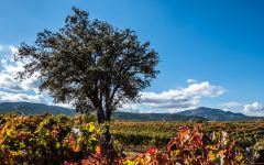 Bodegas Ontanon La Pasada vineyard in Fall Winery Image