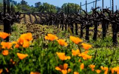 Scott Harvey Wines Syrah Vineyards Winery Image