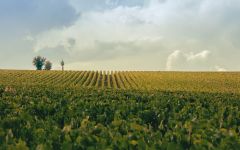 Veuve Clicquot Verve Clicquot Vineyards Winery Image