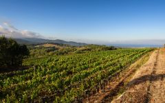 Tenuta Sette Cieli Tenuta Sette Cieli Vineyards Winery Image