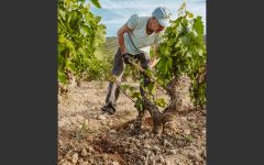 Villota Tempranillo Vines Winery Image