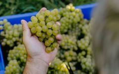 Blanquito Harvest Winery Image