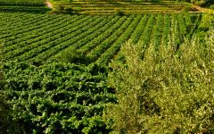 Santi Winery Image