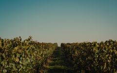 Mouton Cadet Winery Image