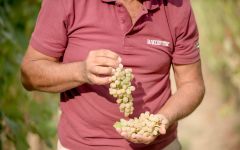 Fattoria La Valentina Trebbiano Grapes Winery Image