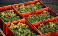 Saget la Perriere Domaine Saget Vendanges Winery Image