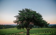 Archery Summit Winery Red Hills Vineyard Winery Image