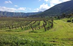 Odfjell Odfjell Vineyard Winery Image