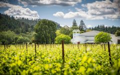 Twomey Twomey Calistoga Winery Image