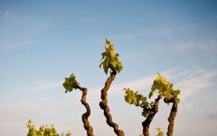 Bodegas Naveran Old Vines Winery Image