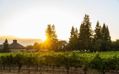 Paraduxx Rector Creek Vineyard Winery Image