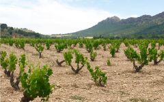 Bodegas Juan Gil Monastrell Vineyards Winery Image
