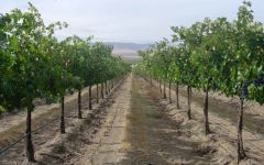 K Vintners Wahluke Vineyard Winery Image