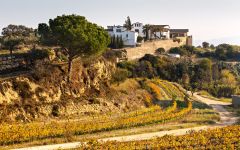 Vins el Cep Winery Image