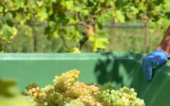 Cantina Terlan Harvesting White Grapes Winery Image