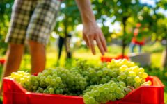 Notte Italiana  Winery Image