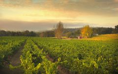 Ramey Westside Farms Winery Image