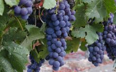 Firestone  Winery Image
