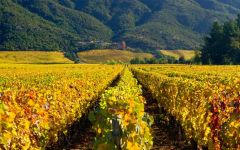 Clos Apalta Vineyards Winery Image