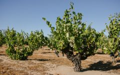 Cline Ancient Vines in Contra Costa County Winery Image