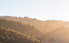 TOR Sunrise Over the Vines Winery Image