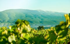 Chateau Pesquie The Heart of Ventoux Winery Image