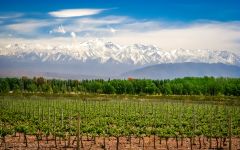 Baron Edmond de Rothschild Vineyards  Winery Image