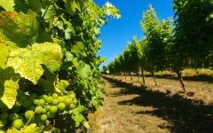 The Horologist Sauvignon Blanc Grapes Winery Image