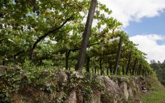 La Cana Winery Image