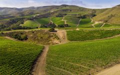 The Hilt  The Hilt Pinot Bowl Winery Image