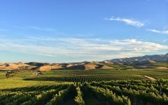 Rapaura Springs Awatere Vineyard - Rapaura Spring Winery Image