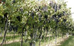 Michele Castellani Ca- Del Pipa Vineyard Winery Image