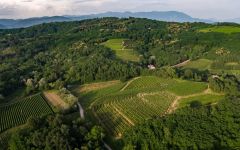 Attems Attems Vineyards Winery Image