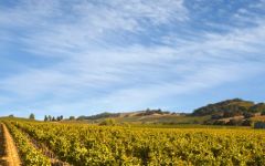 Ramey Hyde Vineyard Winery Image