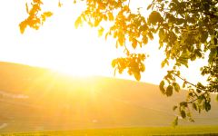 Rare Champagne Vineyards in Champagne, France Winery Image