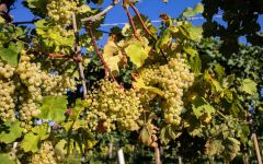 Notte Italiana  Winery Image