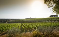Tolaini View of Cantina and Al Passo Winery Image