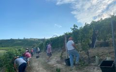 Saracco Harvesting the 2020 Vintage at Saracco Winery Image