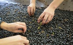 Petrolo Hand Sorting Grapes Winery Image