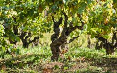 Le Naturel Old Vine Winery Image