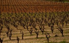 Vins el Cep Winery Image